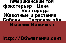 Американский той фокстерьер › Цена ­ 25 000 - Все города Животные и растения » Собаки   . Тверская обл.,Вышний Волочек г.
